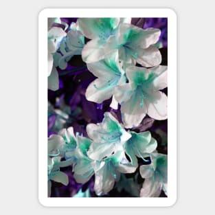 Encore Azalea Flowers 2 Sticker